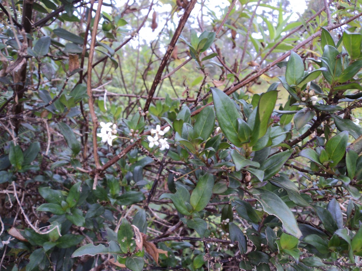 Hedyotis trimenii var. trimenii Deb & Ratna Dutta